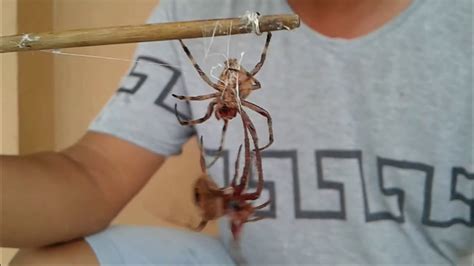 spider fighting in philippines